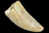 Bargain, Juvenile Carcharodontosaurus Tooth #84381-1